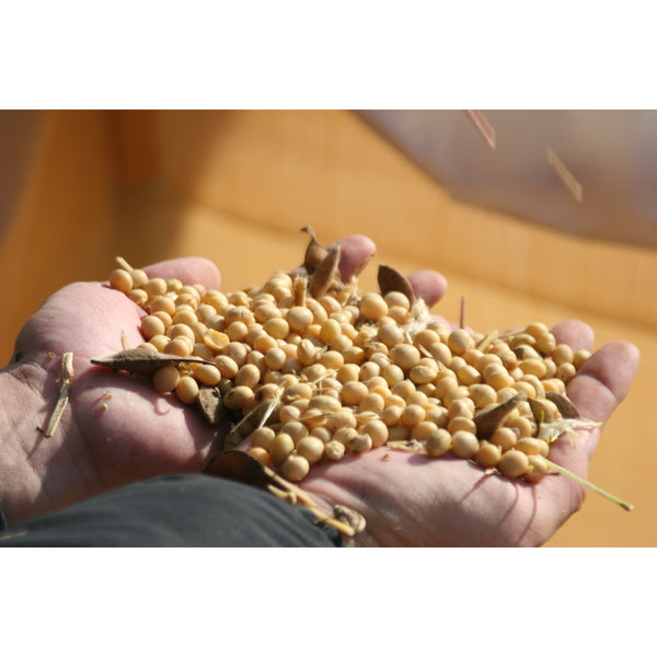 아다치조조 숙성 일명 된장 천연발효 붉은 된장 500g