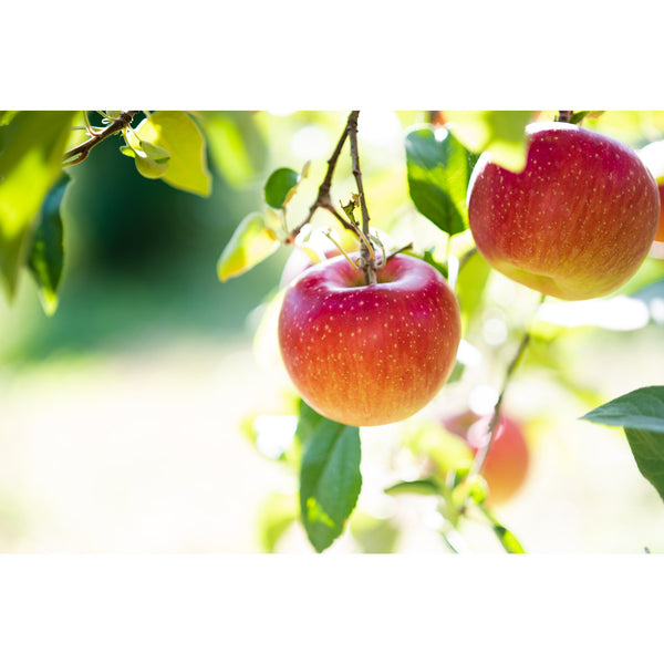 마루칸 순수 일본산 후지 사과식초 360ml