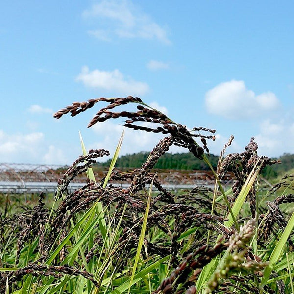 유기농 흑미 흑미 일본 보라색 쌀 300g