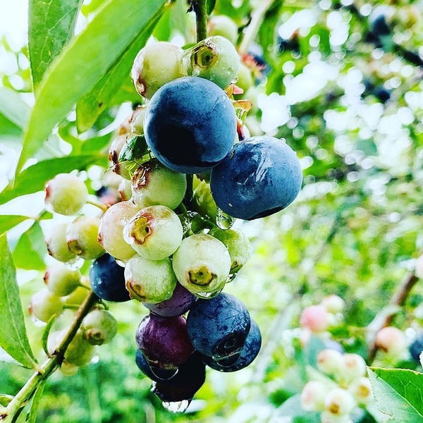 마루시게 블루베리 프리미엄 음용식초 500ml