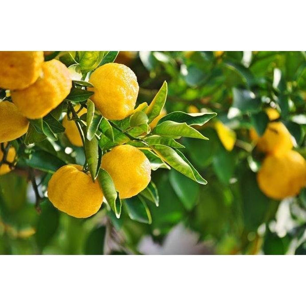 기코만 유즈카 감귤 폰즈 간장 고소하고 톡 쏘는 양념 250ml