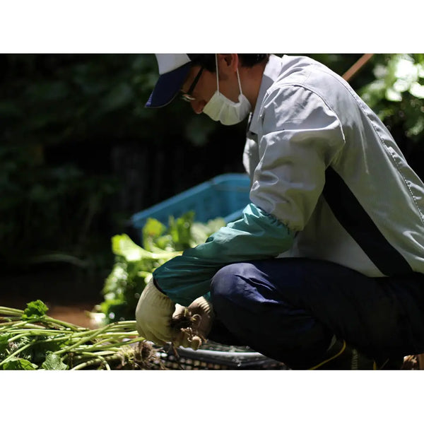 가메야 와사비 김 김 후리카케 다용도 밥 시즈닝 38g