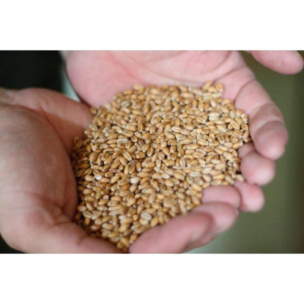 다이토쿠 토키아루베시 유기농 고이쿠치 간장 일본 흑간장 300ml