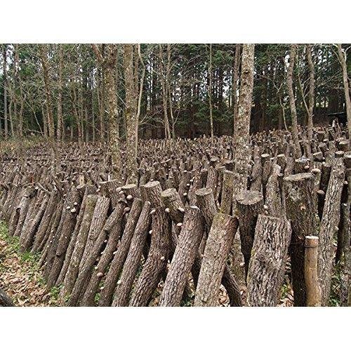 스기모토 건조 유기농 일본 표고버섯 70g