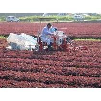 미시마 유카리 자소 후리카케 밥 시즈닝 200g